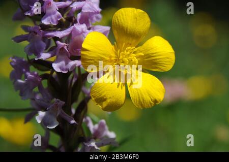 Wilde Orchideen (Totmannfinger; Eisenbahorchis) und Ranunculus wachsen auf grasbewachsener Wiese. Dieses "Blumenduett" erschien im Kaukasusgebirge (G. Stockfoto