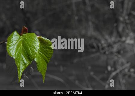 Vor dem dunkelgrauen Hintergrund sind zwei Lindenblätter aufgestellt. Der Frühling ist da und das Leben geht weiter. Stockfoto