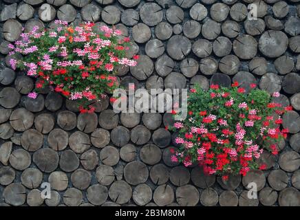 An der Naturholzwand befinden sich zwei Blumentöpfe mit mehrfarbigen Kranzschnitzeln. Stockfoto