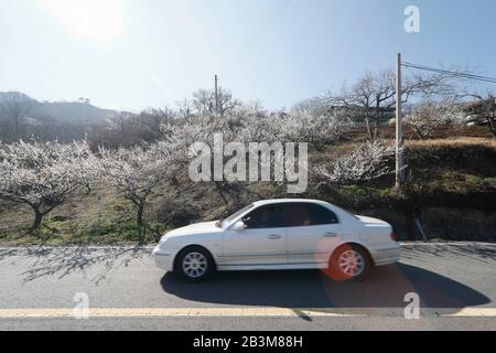 5. März 2020, Gwangyang, SÜDJEOLLA PROVNCE, SÜDKOREA: 5. März 2020-Gwangyang, Soutth Korea - EINE Voll Blühende Pflaumenblüte in einem Dorf in Gwangyang, einer Stadt in Südkoreas südwestlicher Provinz Süd-Jeolla. Das Dorf, das als Dorf der Pflaumenblüte bekannt ist, wird jeden März ein fest der Frühlingsblume veranstalten. Aber kein Hold Event, denn COVID19 in diesem Jahr. (Bild: © Ryu Seung-Il/ZUMA Draht) Stockfoto