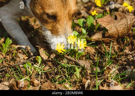 Hund genießt sonnigen warmen Tag schnüffeln erste Frühlingsblumen Stockfoto