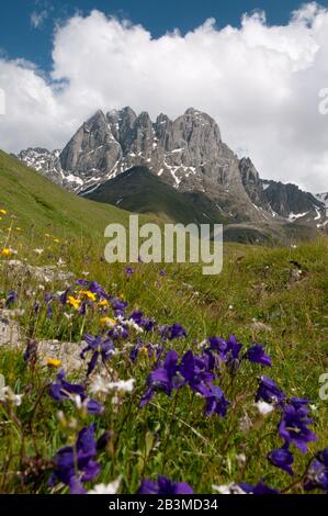 Das ist ein Sommer in den Hochbergen. Chaukhi-Gebirgsgruppe - Kaukasusgebirge, Georgien ist im Hintergrund, leuchtend violette Blumen sind im fo Stockfoto