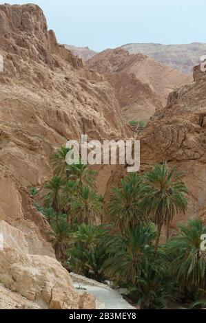 Die Bergoase Chebika liegt an der Grenze zur Sahara, zu Tunesien und zu Afrika. Dattelpalmen sind im Atlas-Gebirge geprägt. Stockfoto