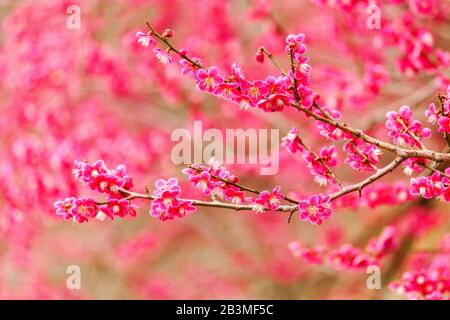 Prunus mume Beni-Chidori, pink japanische Aprikose Stockfoto