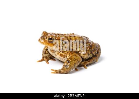 European Common Toad, Bufo bufo, auf weißem Hintergrund. Gwent, Wales, Großbritannien Stockfoto