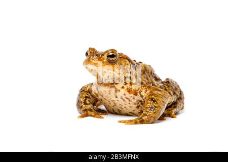 Common Toad, Bufo bufo, auf weißem Hintergrund Stockfoto