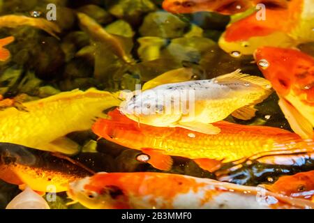 Viele japanische rote Karps im Swimmingpool im Außenbereich Stockfoto