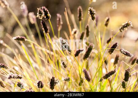 Sesleria tenuifolia, blühende Grashalme Stockfoto