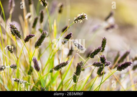 Sesleria tenuifolia, blühende Grashalme Stockfoto