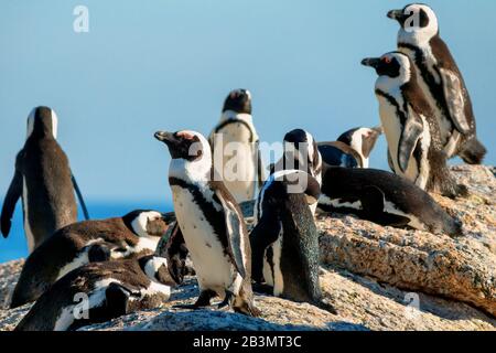 Ein afrikanischer Pinguin, der auf einem Felsen steht, die Augen geschlossen, den Sonnenschein am Morgen genießt, andere Pinguine, die im Hintergrund nicht im Fokus stehen, sich vormachen und schlafen Stockfoto