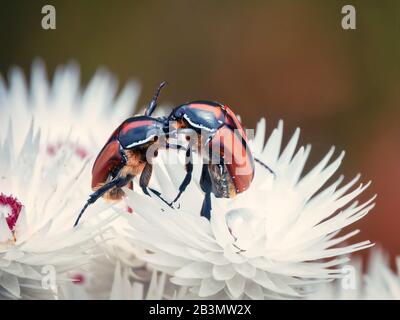 Zwei Käfer, vielleicht protea Chafer oder Affe, wringen auf einer Papier-Gänseblümchen, die auf den Hinterbeinen aufgerichtet sind und sich gegen die Vordergliedmaßen des jeweils anderen drücken Stockfoto