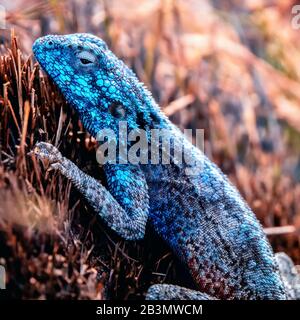 Eine Nahaufnahme des leuchtend blauen Kopfes und der Schultern einer Agama-Echse des Southern Rock, die auf einer getrockneten Sonnenpflanze ein Auge in Richtung der halb geöffneten Kamera sonnt Stockfoto