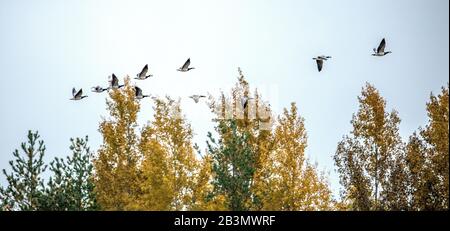 Die Schnäppchengans (Branta leucopsis). Herde von Barnakel-Gänsen, die über einem Herbstwald fliegen. Stockfoto