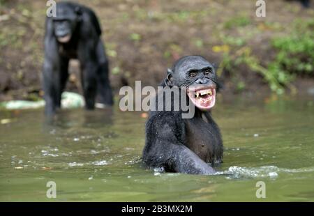 Bonobo lächelnd im Wasser. Bonobo im Wasser mit Vergnügen und Lächeln. Bonobo (Pan paniscus). Demokratische Republik Kongo. Afrika Stockfoto