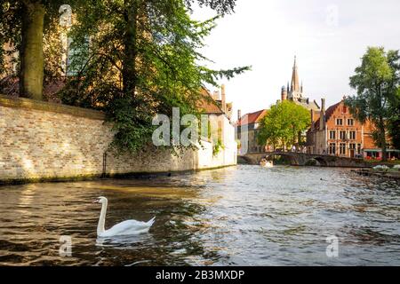 Ein Schwan in einem Brügge-Kanal und die Liebfrauenkirche (Onze-Lieve-Vrouwekerk) im Hintergrund - Brüggen, Belgien Stockfoto