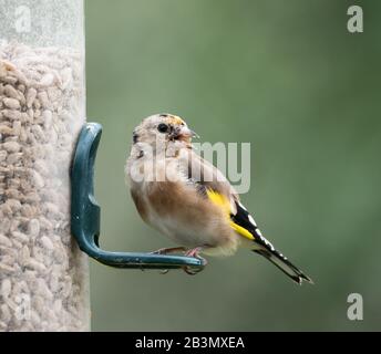 Juvemile European Goldfinch mit ausgewachsenen Gefiederfedern, die durchwachsen sind. Auf Sonnenblumenzufuhr. Stockfoto