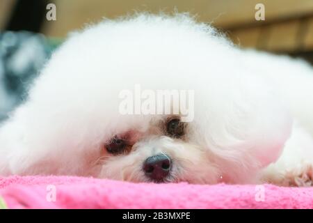 Birmingham NEC, Großbritannien. März 2020. Ein Bichon Frise sitzt geduldig während Crufts Day One im NEC, Birmingham Credit: Peter Lopeman/Alamy Live News Stockfoto