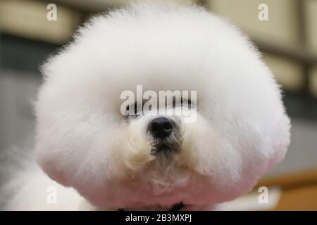 Birmingham NEC, Großbritannien. März 2020. Ein Bichon Frise sitzt geduldig während Crufts Day One im NEC, Birmingham Credit: Peter Lopeman/Alamy Live News Stockfoto