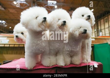 Birmingham NEC, Großbritannien. März 2020. Fünf gepflegte Bichon Frise sitzen geduldig während Crufts Day One im NEC, Birmingham Credit: Peter Lopeman/Alamy Live News Stockfoto