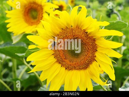 Die Biene, die Pollen von Sonnenblumen sammelt, ist in der Natur am Kopf Stockfoto