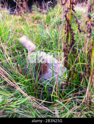 Ein Jack Russell Terrier untersucht einen Maulwurfshügel, ihre Schnauze in der Erde, ihren Schwanz in der Luft wütend Stockfoto