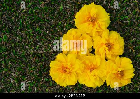 Für das Frühlingsblumenkonzept fallen Cochlospermum Regium oder gelbe Baumwollbaumblüten auf den Boden. Stockfoto