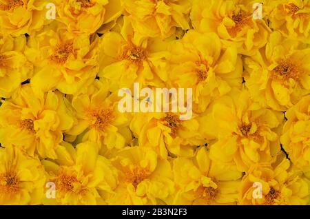 Für das Frühlingsblumenkonzept fallen Cochlospermum Regium oder gelbe Baumwollbaumblüten auf den Boden. Stockfoto