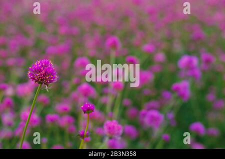 Rosa Farbe Globe Amaranth Blume mit farbenfrohem unscharfen Hintergrund. Stockfoto