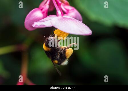 Hummeln, die Pollen auf Begonienblüten suchen Stockfoto