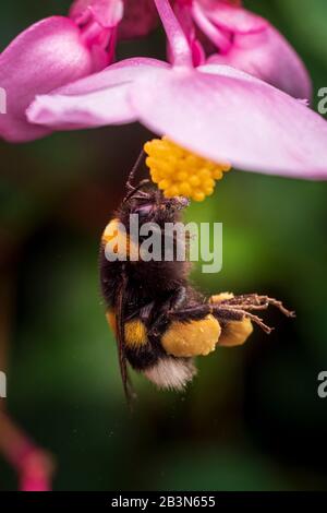 Hummeln, die Pollen auf Begonienblüten suchen Stockfoto