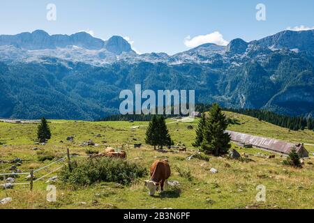 Kühe weiden Gras auf den Wiesen am Montasio-Plateau. Das Kanin-Massiv im Hintergrund. Stockfoto