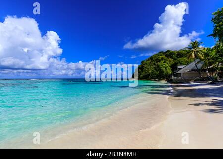 Long Bay Beach, schöner weißer Sand, türkisfarbenes Meer, Palmen, Antigua, Antigua und Barbuda, Leeward Islands, West Indies, Karibik, Central A Stockfoto