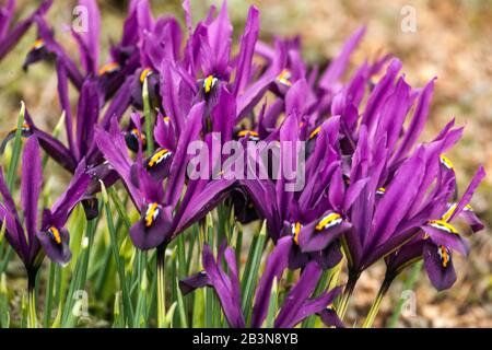 Iris JS Dijt, Iris reticulata Stockfoto