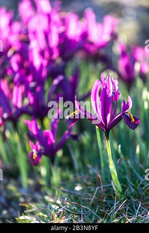 Iris JS Dijt, Iris reticulata Stockfoto