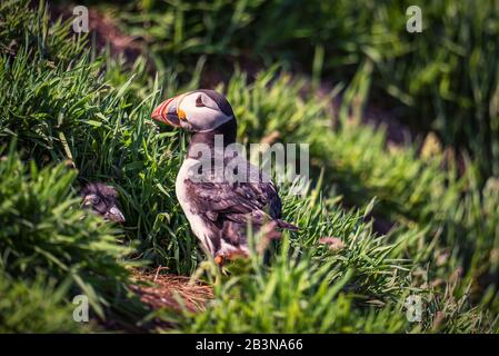Ein Puffin, der von der späten Nachmittagsonne angezündet wird, bewacht den Eingang zu seinem Burschen, während junge Puffin, die pustet, beide auf die Kamera blickt Stockfoto