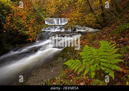 Herbst auf Lager Ghyll in der Nähe von Ambleside, Lake District National Park, UNESCO-Weltkulturerbe, Cumbria, England, Großbritannien, Europa Stockfoto