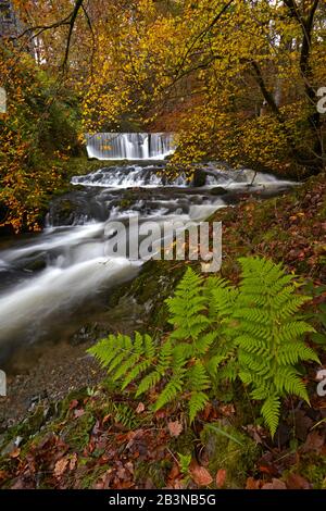 Herbst auf Lager Ghyll in der Nähe von Ambleside, Lake District National Park, UNESCO-Weltkulturerbe, Cumbria, England, Großbritannien, Europa Stockfoto