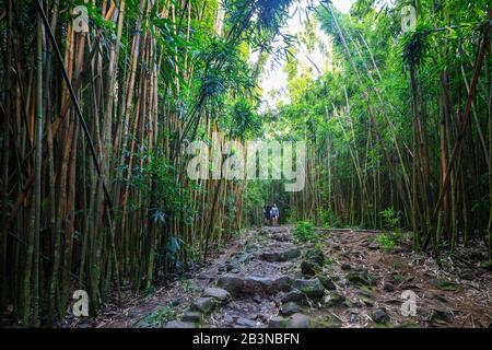 Wanderer auf dem Pipiwai Trail im Bambuswald, Haleakala National Park, Maui Island, Hawaii, Vereinigte Staaten von Amerika, Nordamerika Stockfoto