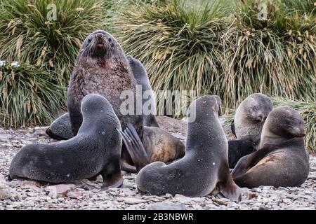 Adulte Bullen Antarktis Felldichtung (Arctocephalus gazella) mit seinem Harem der Weibchen, Godthul, Südgeorgien-Insel, Polarregionen Stockfoto