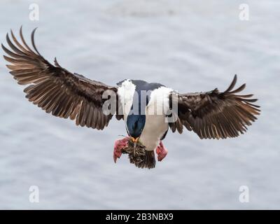 Adulte imperiale Kormoran (Phalacrocorax atriceps), die mit Nistmaterial aus dem Meer zurückkehren, Saunders Island, Falklandinseln, Südamerika Stockfoto