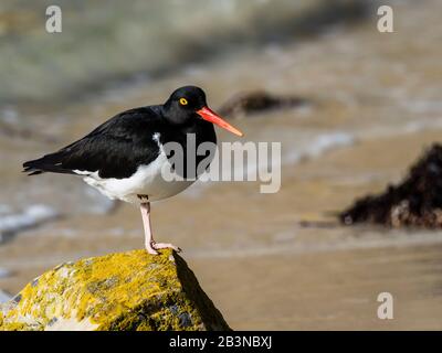 Erwachsene Magellanic Oystercatcher (Haematopus leucopodus) auf New Island, Falkland Islands, Südamerika Stockfoto