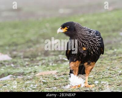 Ein Erwachsener streifte Caracara (Phalcoboenus australis) und ernährte sich von einem Pinguinkick auf New Island, Falklandinseln, Südamerika Stockfoto