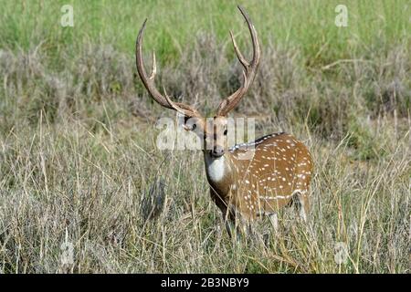 Chitalhirsche (Gefleckter Hirsch) (Achsenachse), Kanha-Nationalpark und Tiger-Reservat, Madhya Pradesh, Indien, Asien Stockfoto