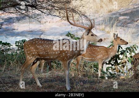 Chitalhirsche (Gefleckter Hirsch) (Achsenachse), Ranthambhore-Nationalpark, Rajasthan, Indien, Asien Stockfoto