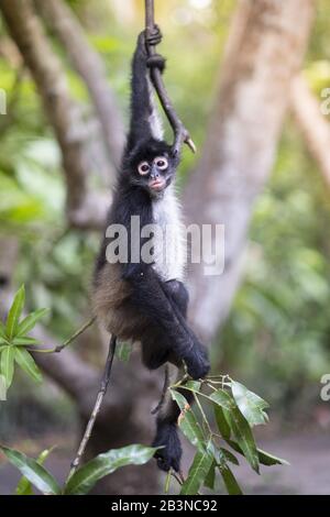 Kritisch Gefährdete nicaraguanische Unterspezies des Schwarzhänder (Geoffroys) Spinnenaffen (Ateles geoffroyi geoffroyi), El Salvador, Mittelamerika Stockfoto