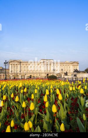 Die Fassade des Buckingham Palace, der offiziellen Residenz der Königin in London, zeigt Frühlingsblumen, London, England, Großbritannien, Europa Stockfoto