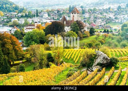 Schloss Spiez umgeben von Weinbergen im Herbst, Thunersee, Kanton Bern, Schweiz, Europa Stockfoto