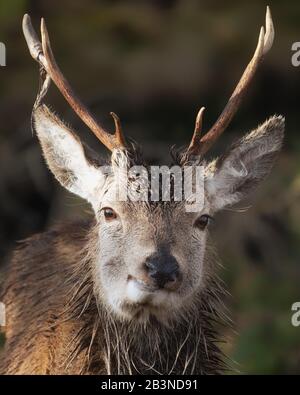 Lächelnder junger Rotwild Hirsch, Glencoe, Scottish Highlands, Schottland, Großbritannien, Europa Stockfoto