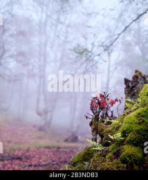 Ein frühmorgendlicher Herbstnebel verdunkelt die Bäume des alten Buchwaldes von La Biescona, im Vordergrund wächst eine Sammlung von Farnen und Moos Stockfoto