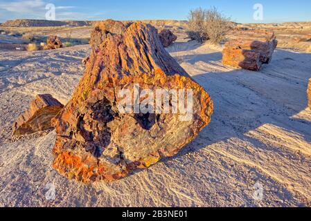 Der Giant Petrified Logs of Petrified Forest National Park, der sich entlang eines Pfades hinter dem Rainbow Museum, Arizona, Vereinigte Staaten von Amerika, Nord befindet Stockfoto